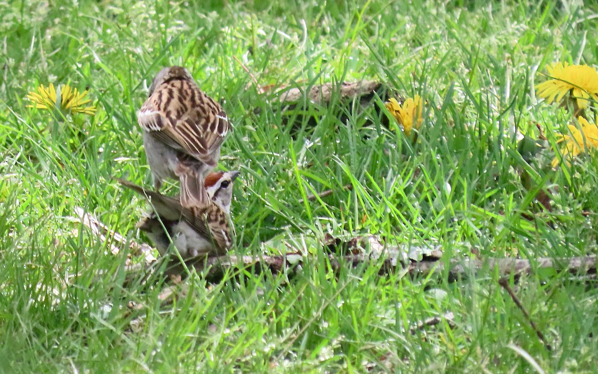 Chipping Sparrow - ML635436334