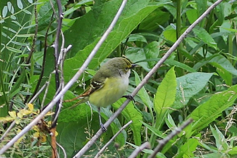 White-eyed Vireo - ML635436360