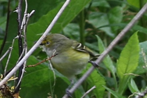 White-eyed Vireo - ML635436361