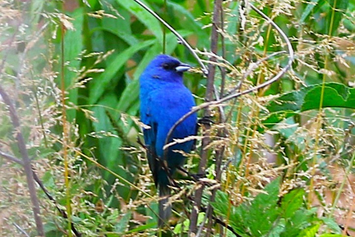 Indigo Bunting - ML635436388