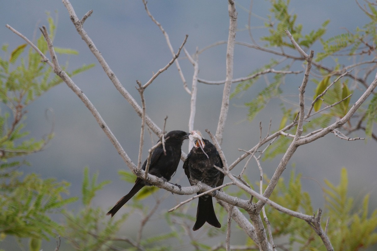 Fork-tailed Drongo - ML635436442