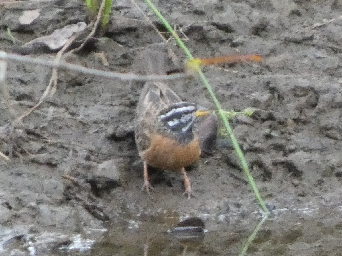 Cinnamon-breasted Bunting - ML635436470