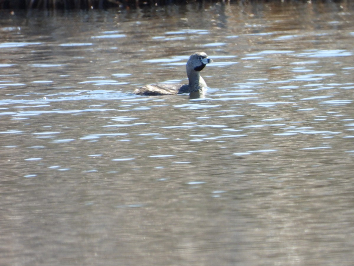 Pied-billed Grebe - ML635436529