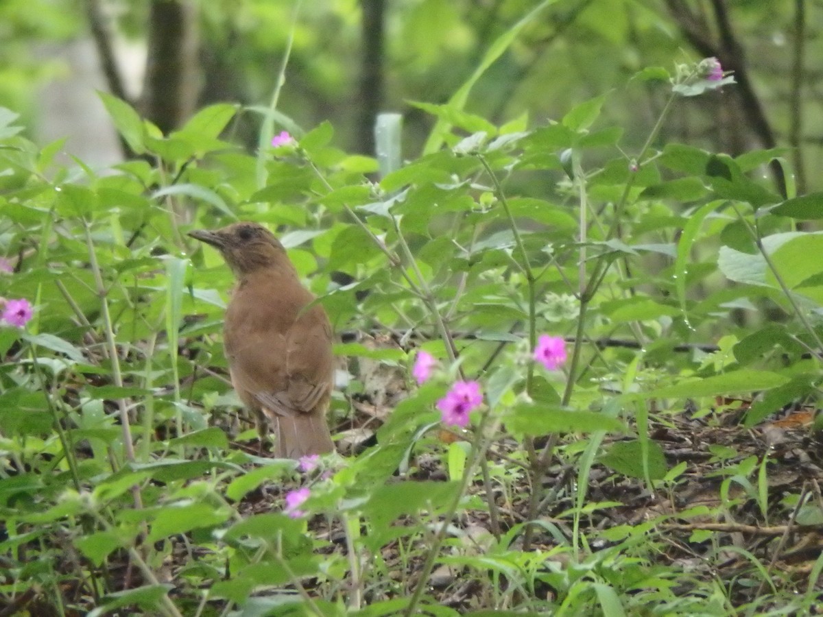 Cocoa Thrush - ML635436533