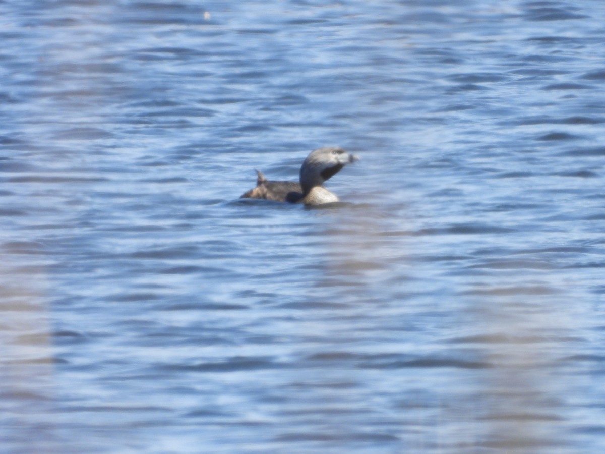 Pied-billed Grebe - ML635436535