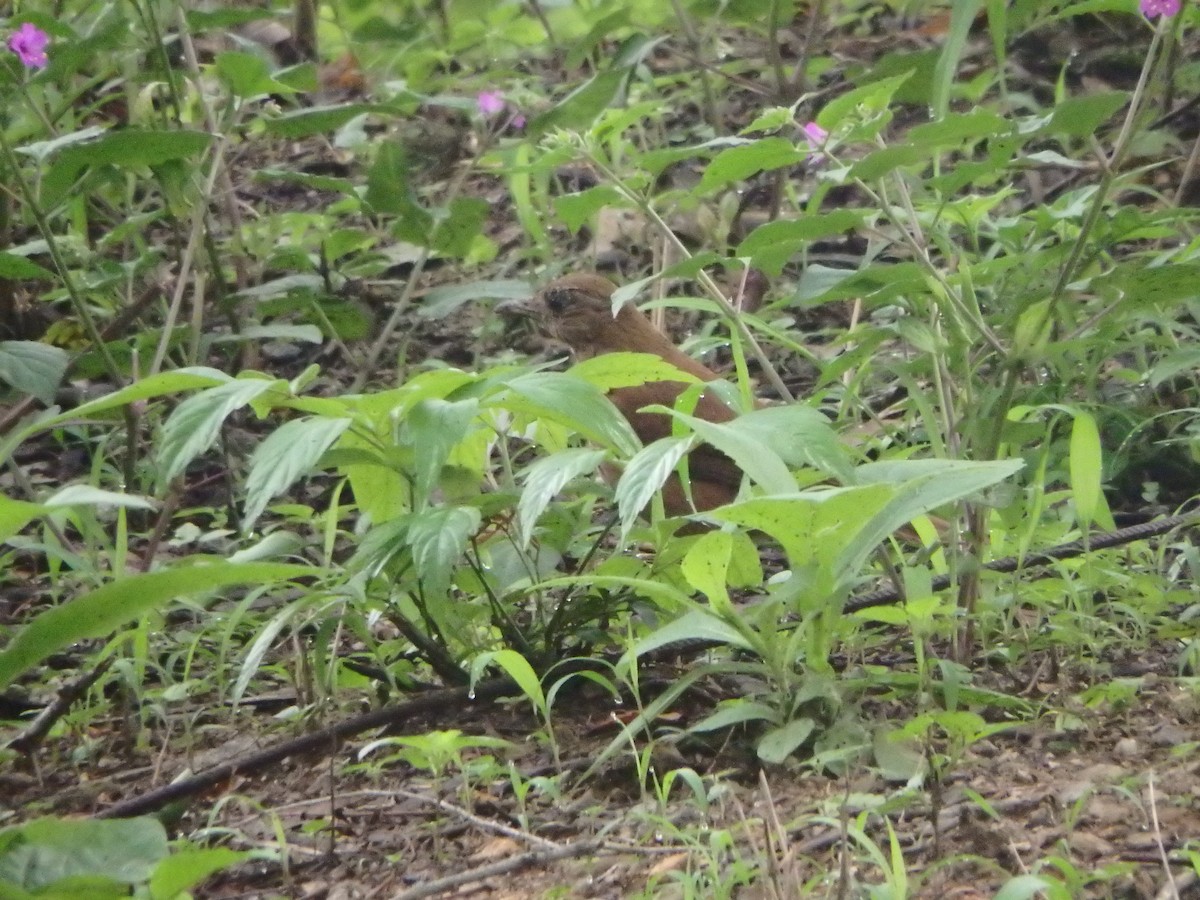 Cocoa Thrush - ML635436541
