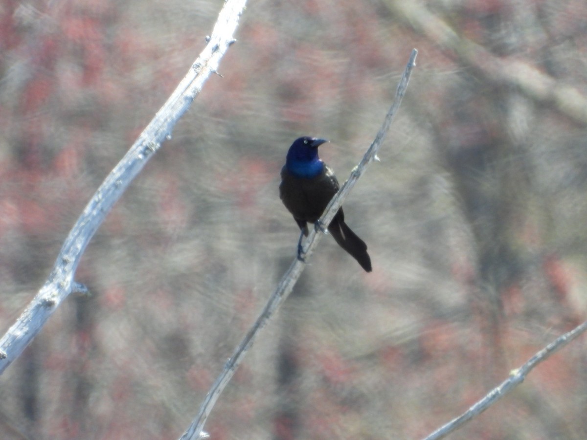 Common Grackle - ML635436560