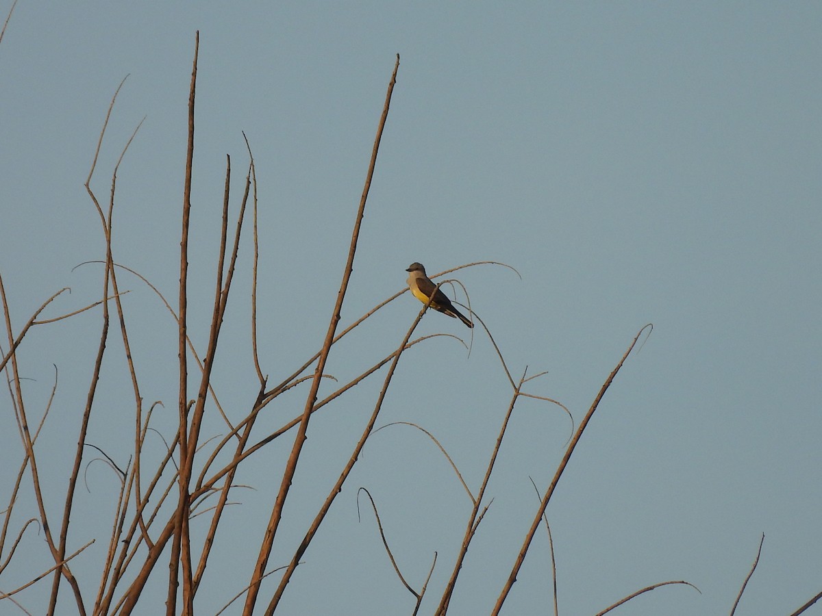 Western Kingbird - ML635436581