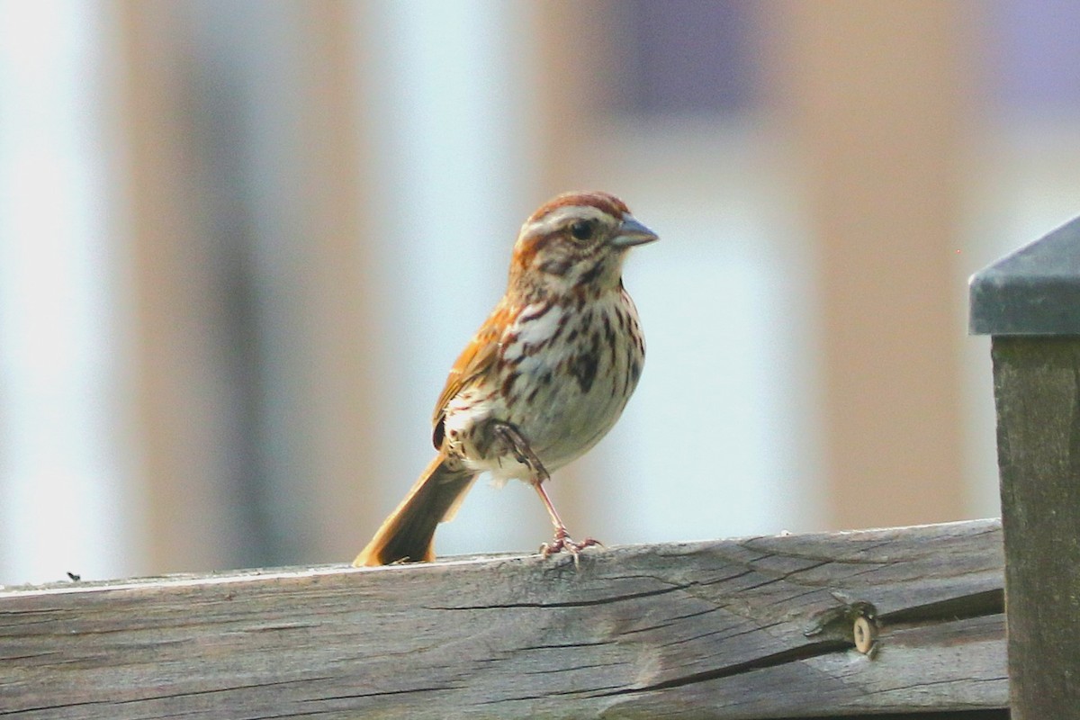Song Sparrow - ML635436583