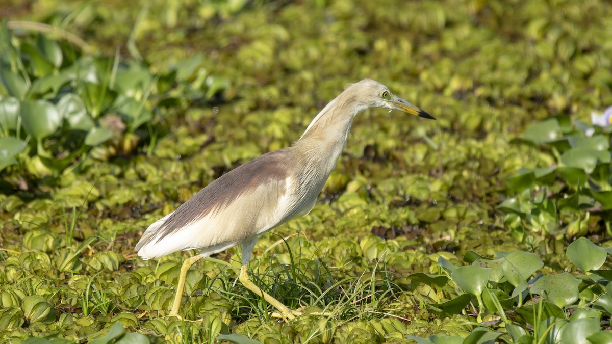 Paddyreiher - ML635436622