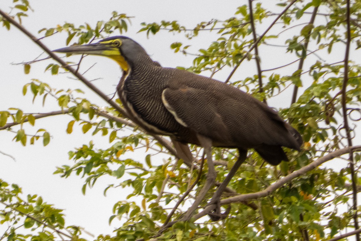 Bare-throated Tiger-Heron - ML635436723