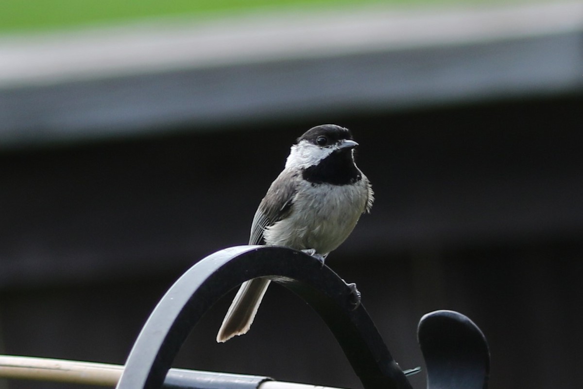 Carolina Chickadee - ML635436730
