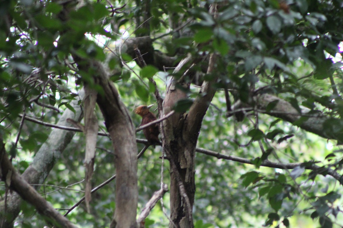 Chestnut-colored Woodpecker - ML635436737