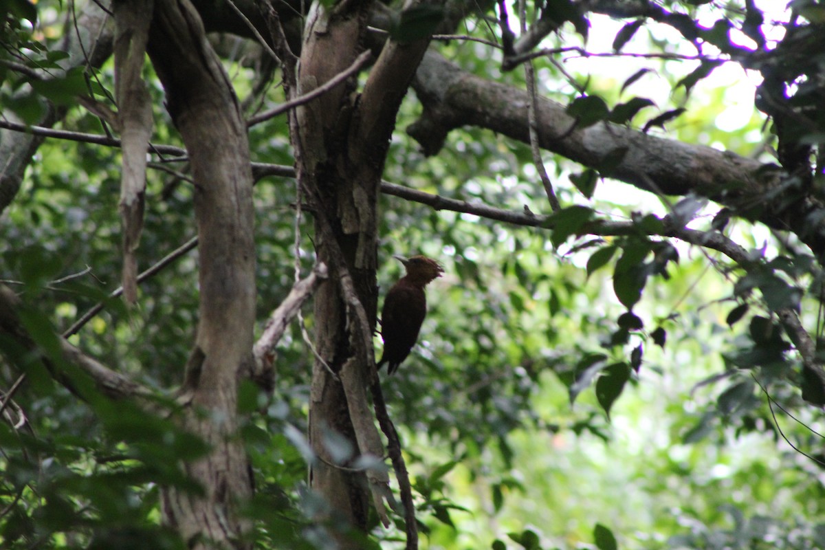 Chestnut-colored Woodpecker - ML635436738