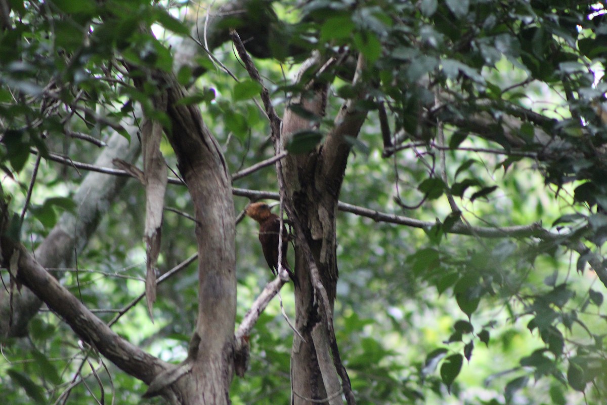 Chestnut-colored Woodpecker - ML635436739
