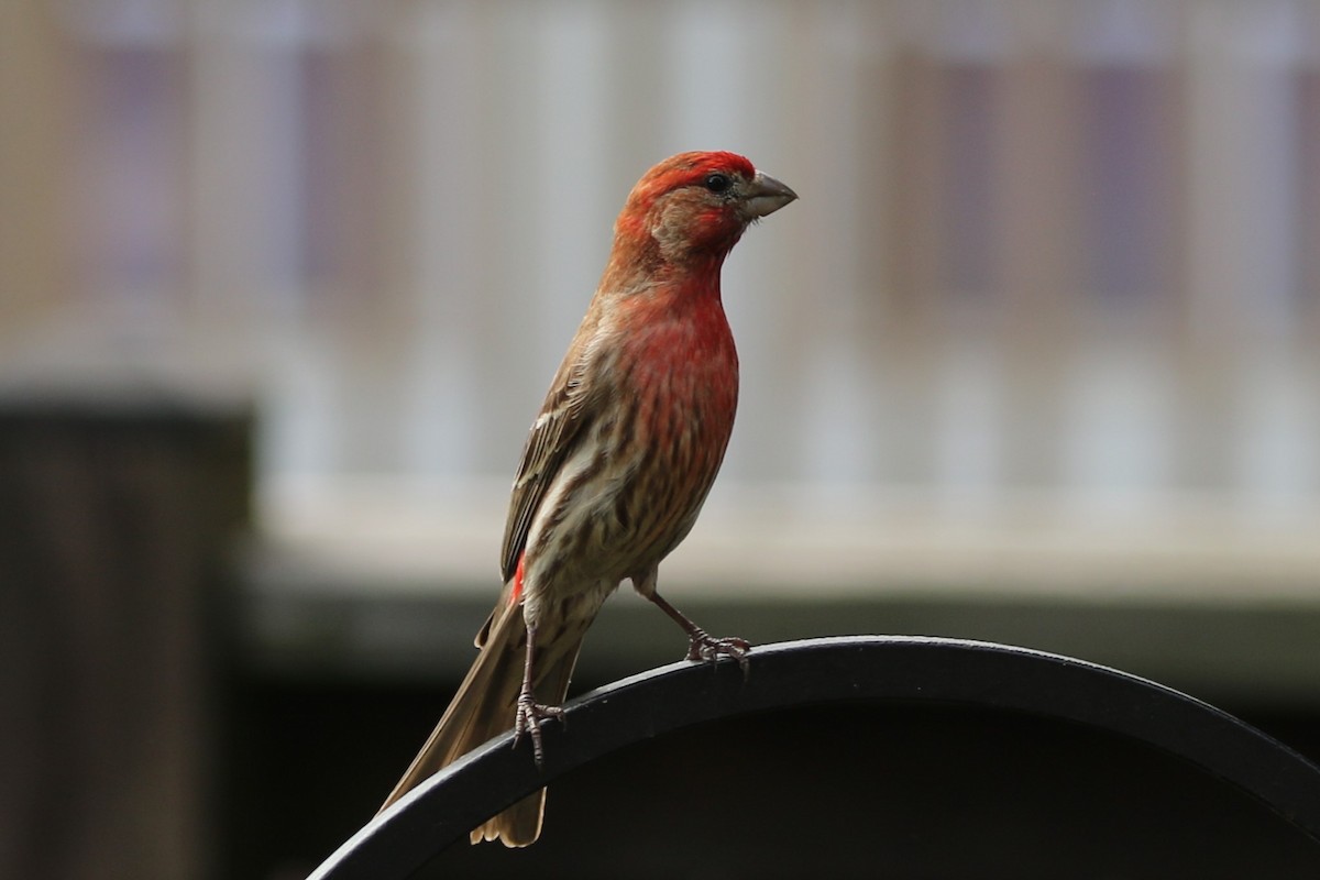 House Finch - ML635436747