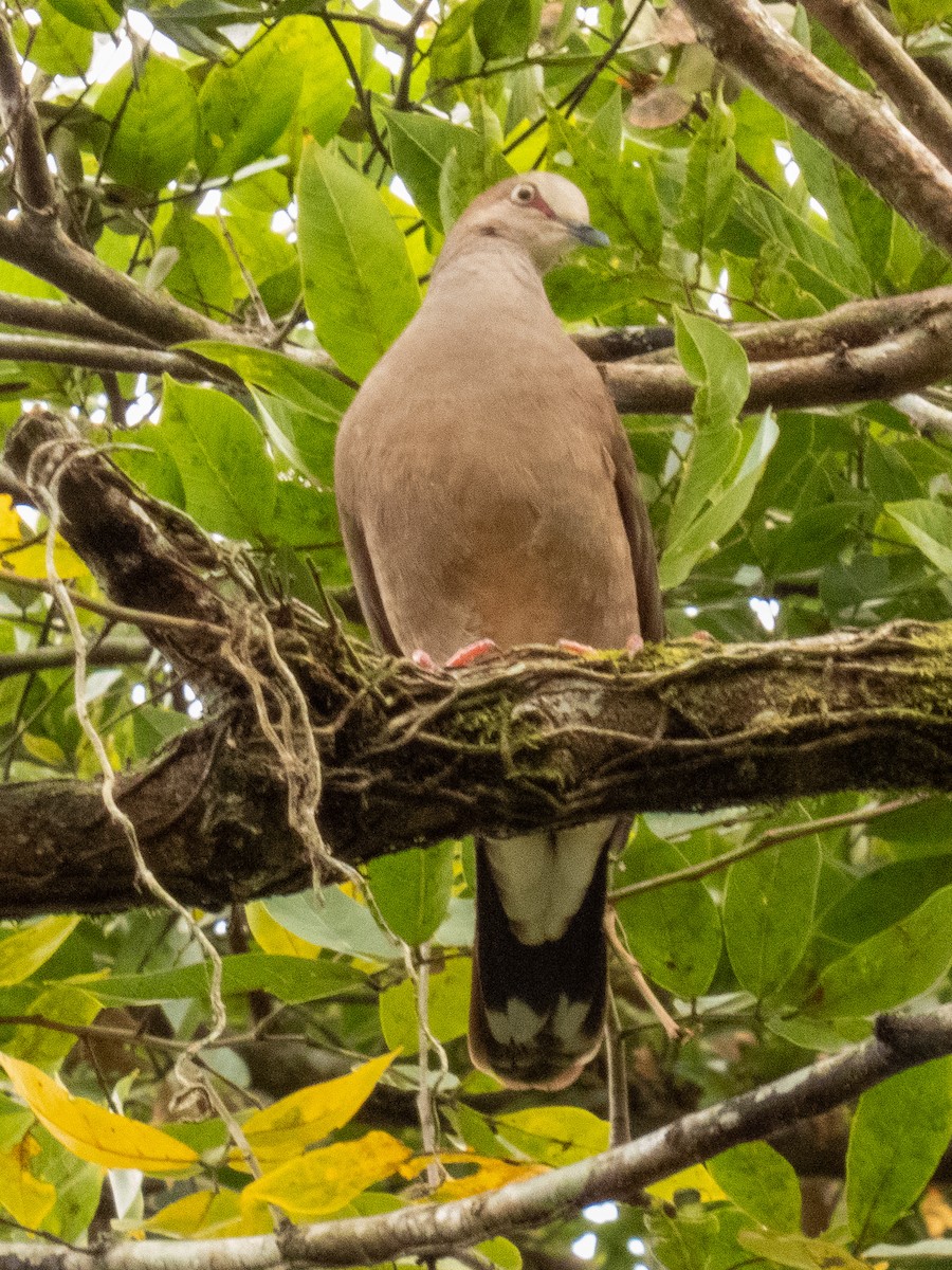 Gray-chested Dove - ML635436833