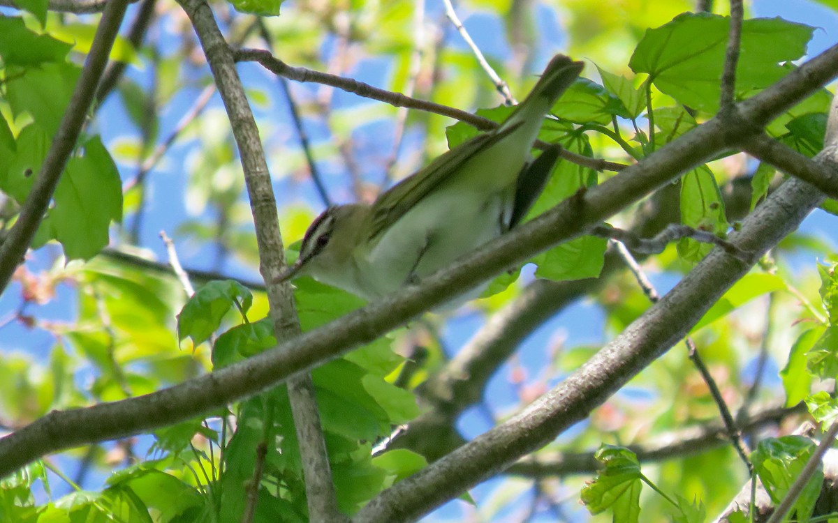 Red-eyed Vireo - ML635436834