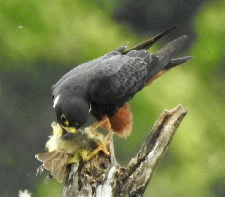 Bat Falcon - ML635437048