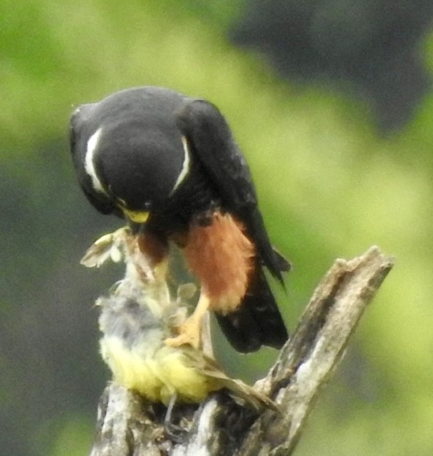 Bat Falcon - ML635437049