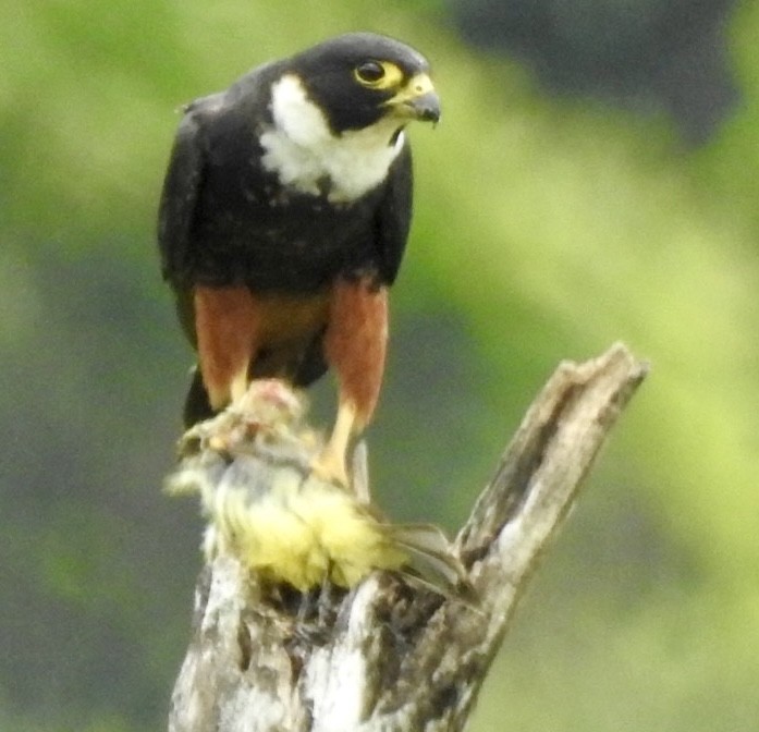 Bat Falcon - ML635437050
