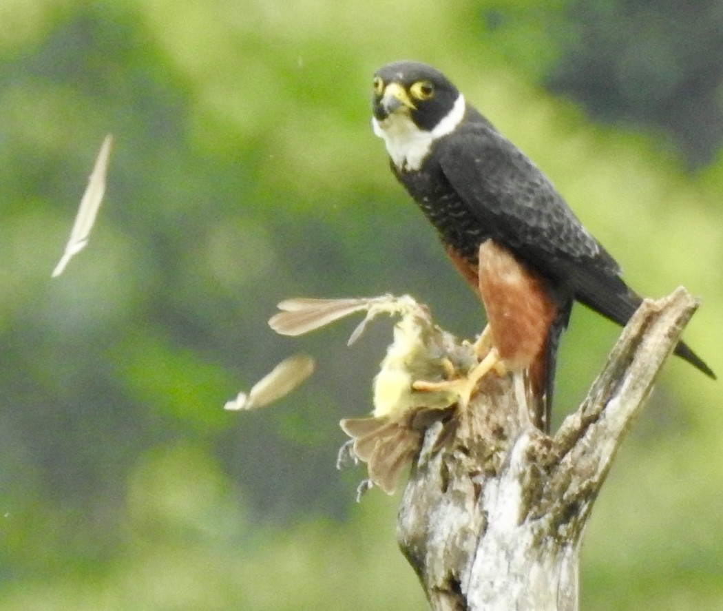Bat Falcon - ML635437051