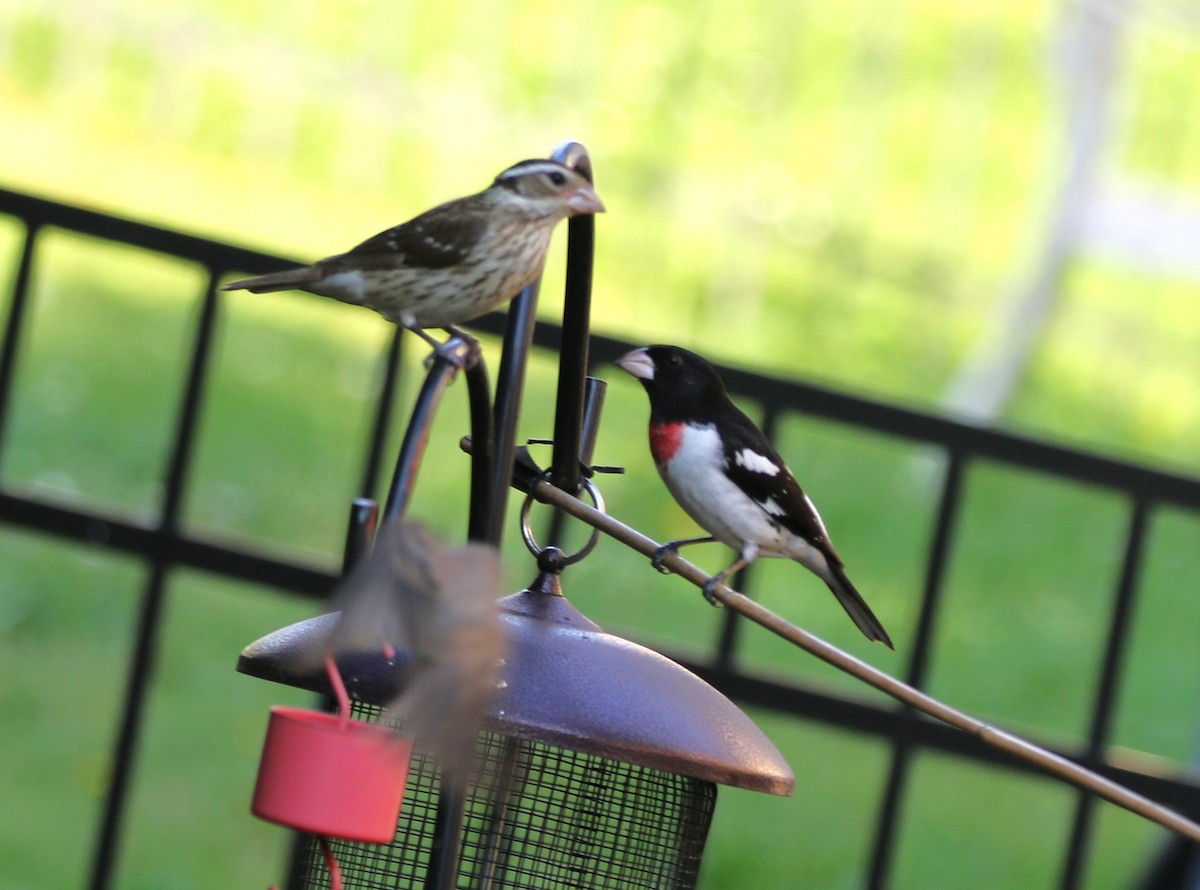 Rose-breasted Grosbeak - ML635437096