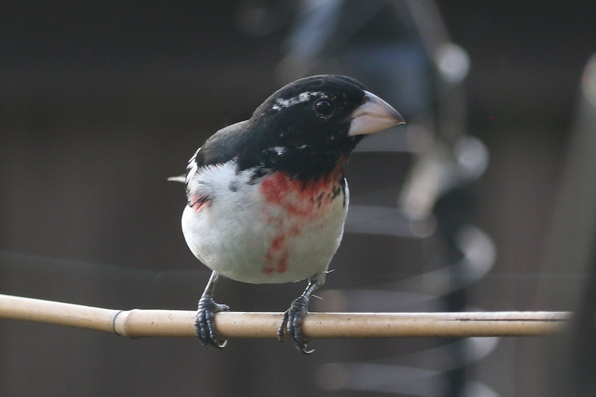 Rose-breasted Grosbeak - ML635437097