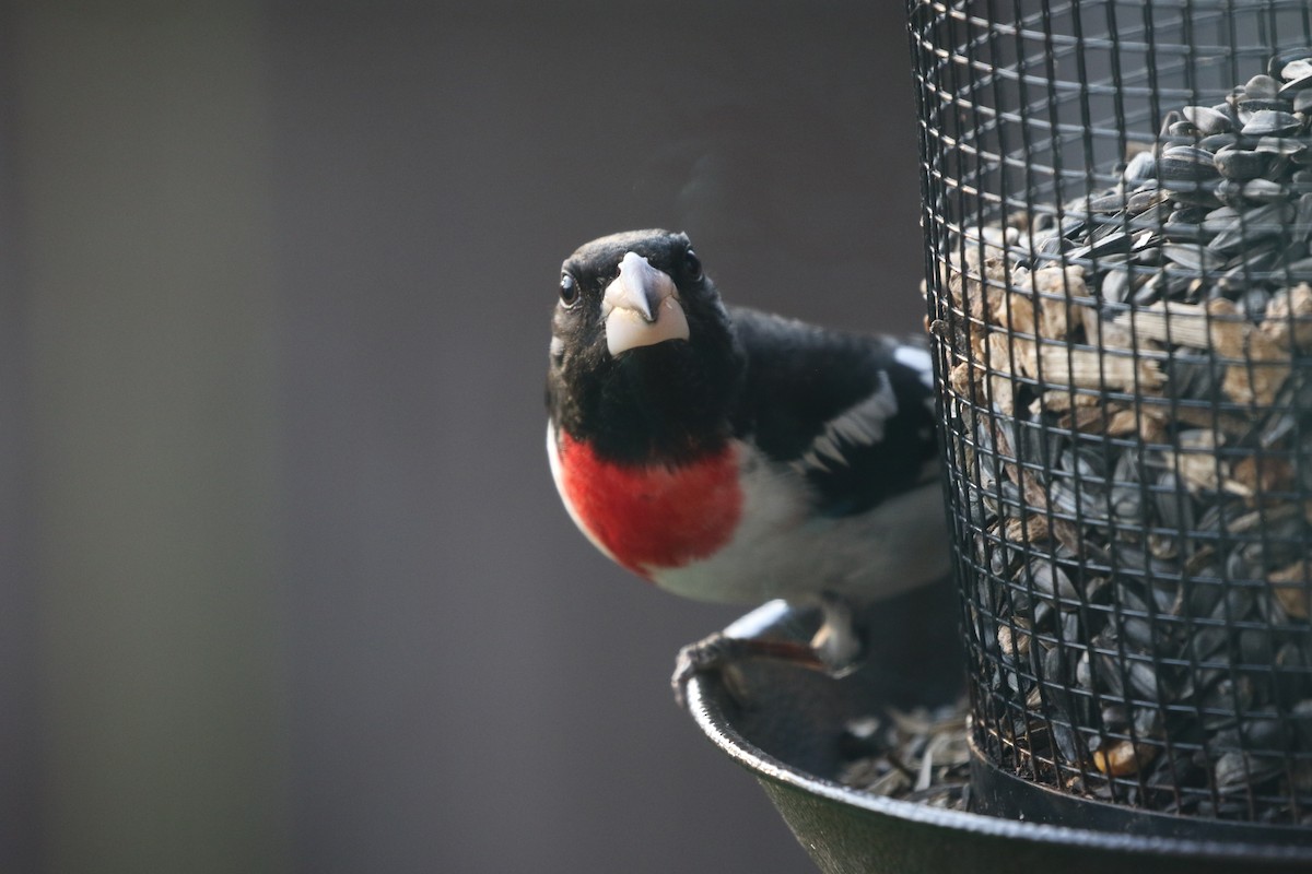 Rose-breasted Grosbeak - ML635437120