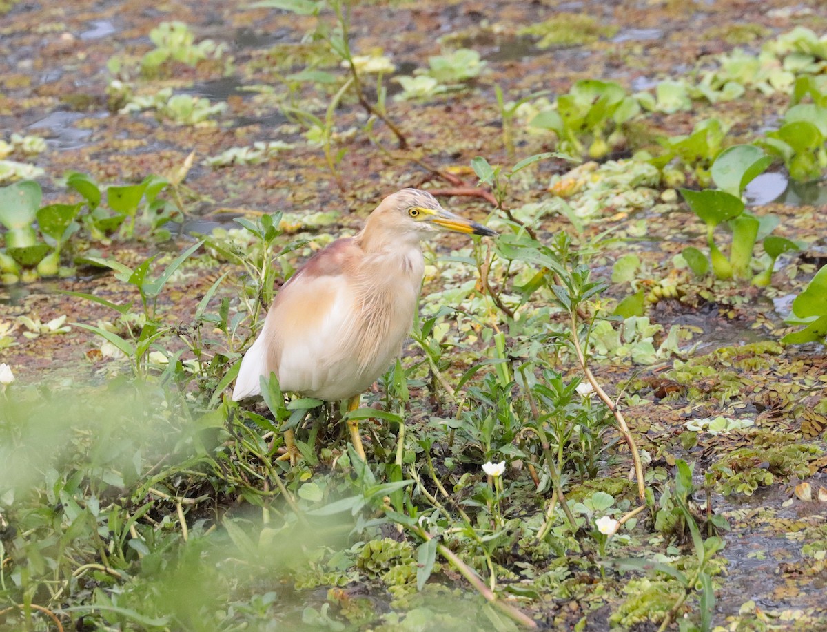 Paddyreiher - ML635437195