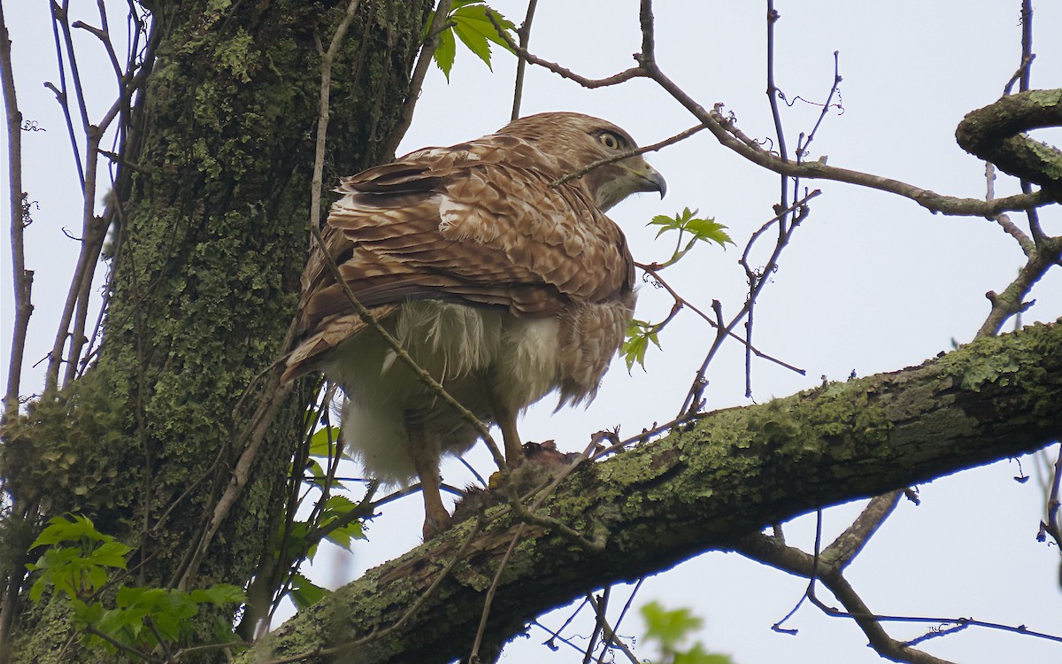 Red-tailed Hawk - ML635437207