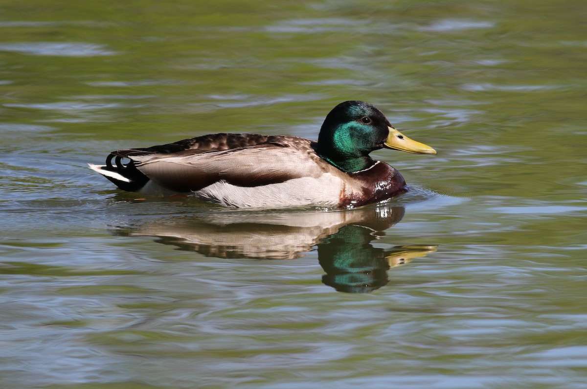Mallard - ML635437270