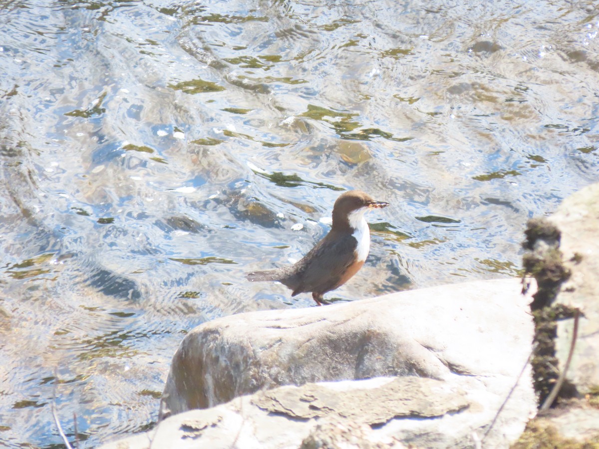 White-throated Dipper - ML635437310