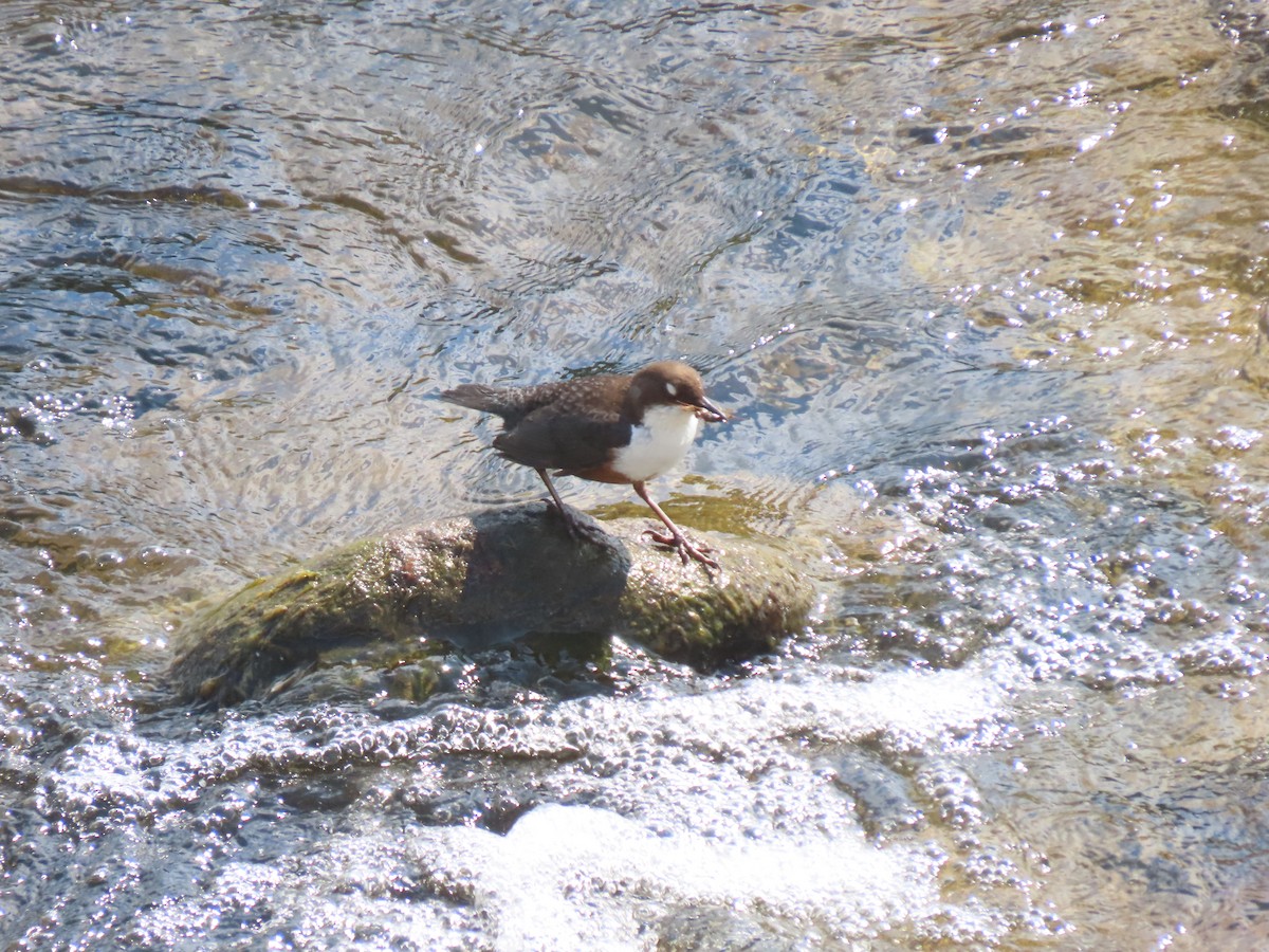 White-throated Dipper - ML635437315