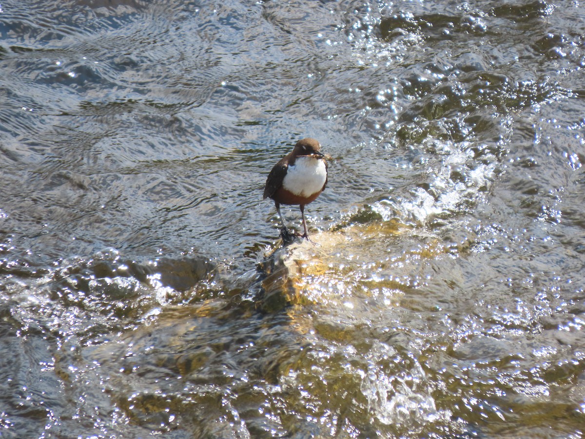 White-throated Dipper - ML635437316