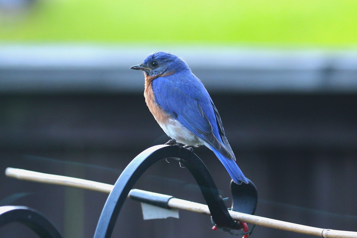 Eastern Bluebird - ML635437324