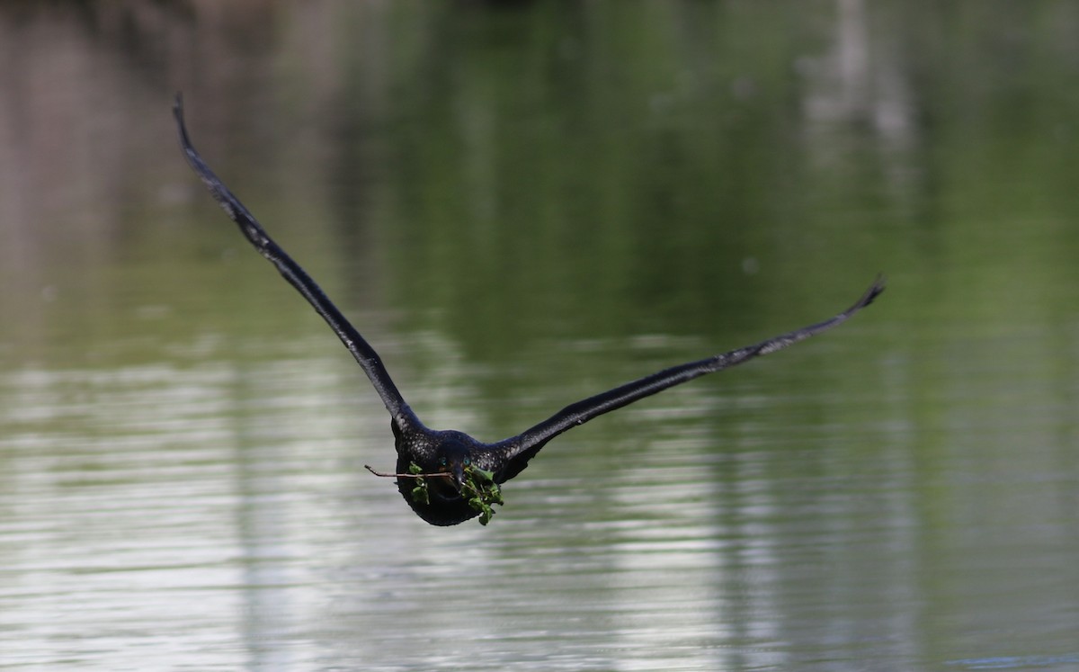 Double-crested Cormorant - ML635437339