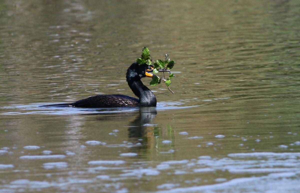 Double-crested Cormorant - ML635437378