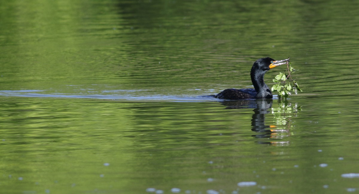 Double-crested Cormorant - ML635437379