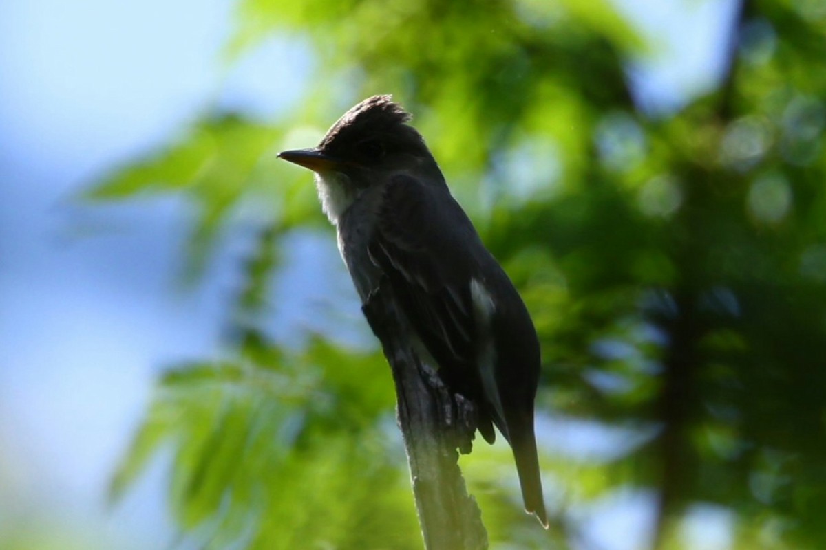 Olive-sided Flycatcher - ML635437418