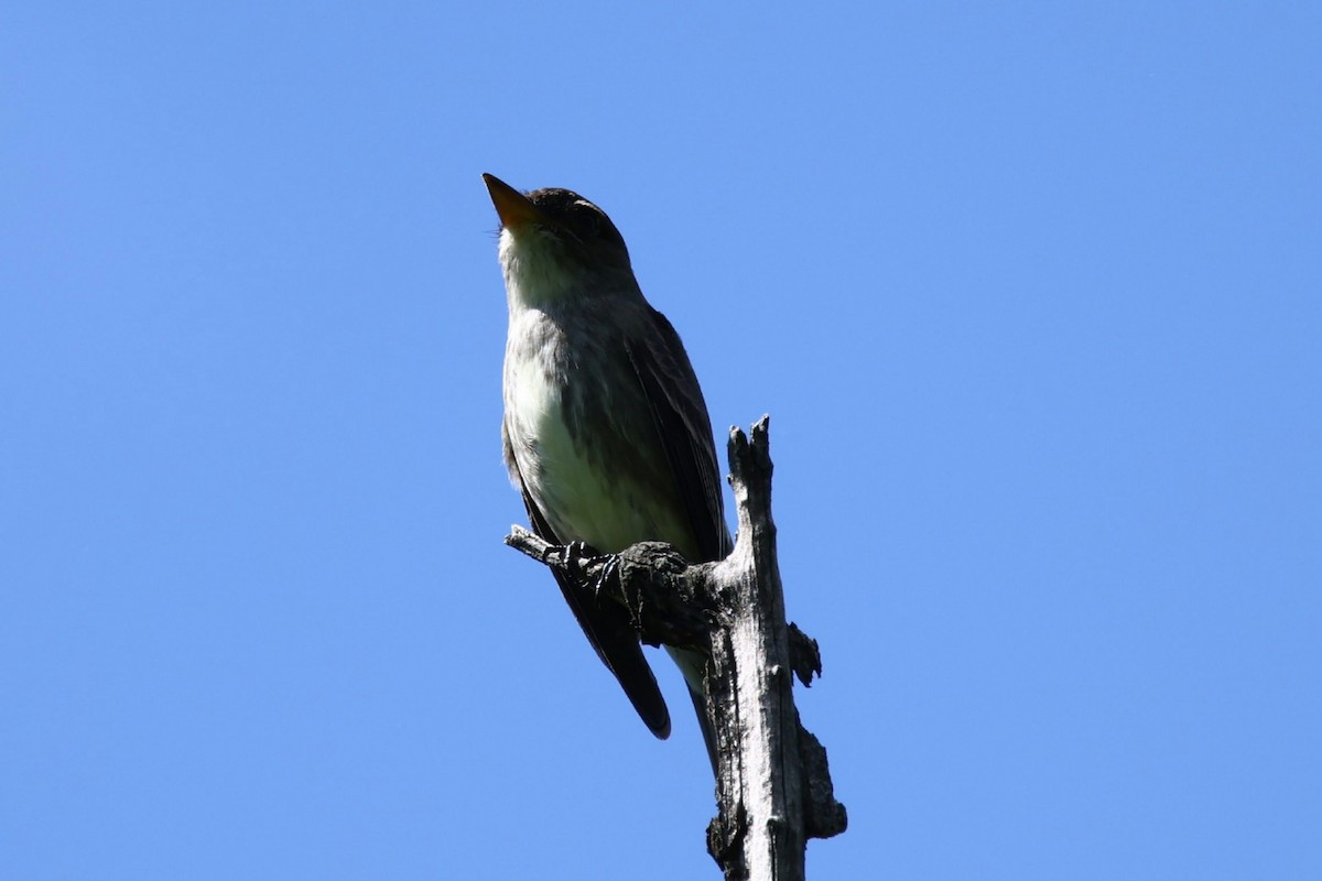 Olive-sided Flycatcher - ML635437419
