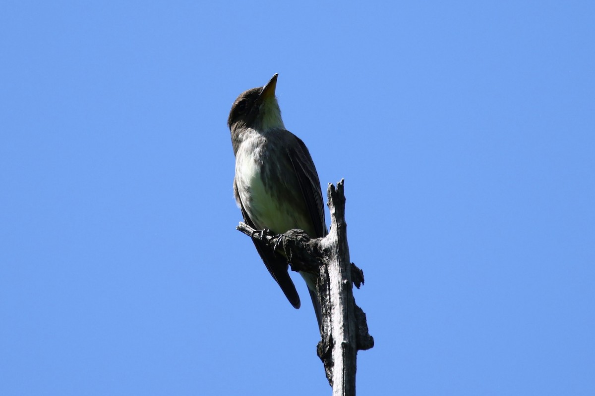 Olive-sided Flycatcher - ML635437422
