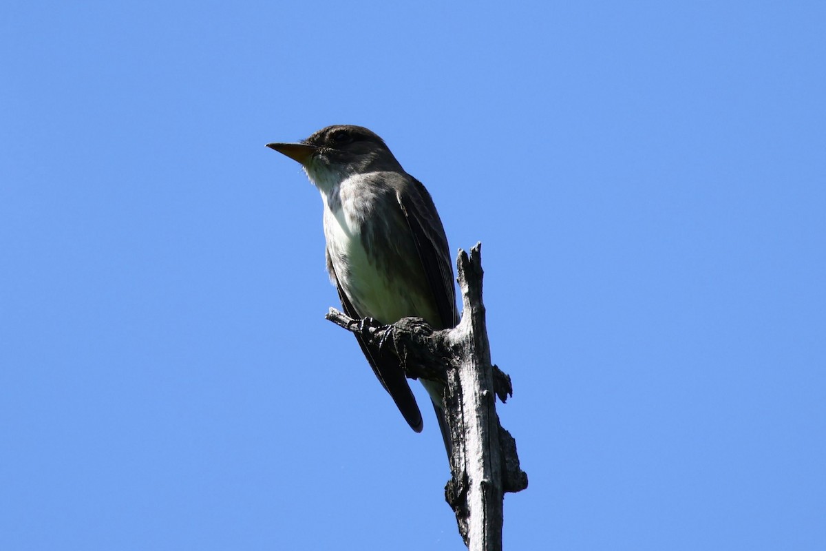 Olive-sided Flycatcher - ML635437423