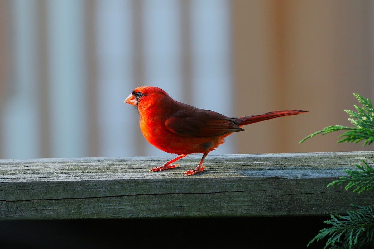 Northern Cardinal - ML635437488