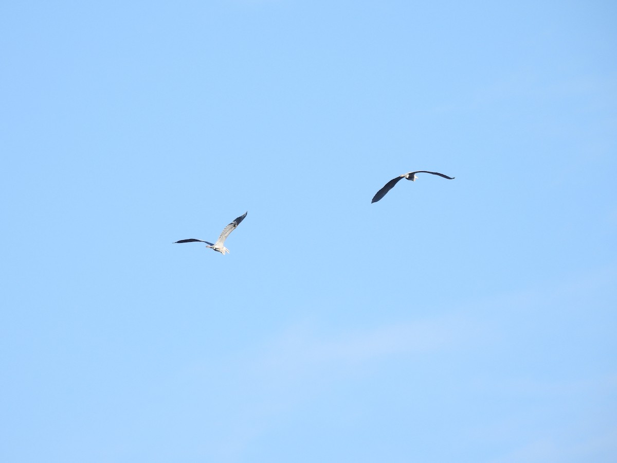Great Blue Heron - ML635437599