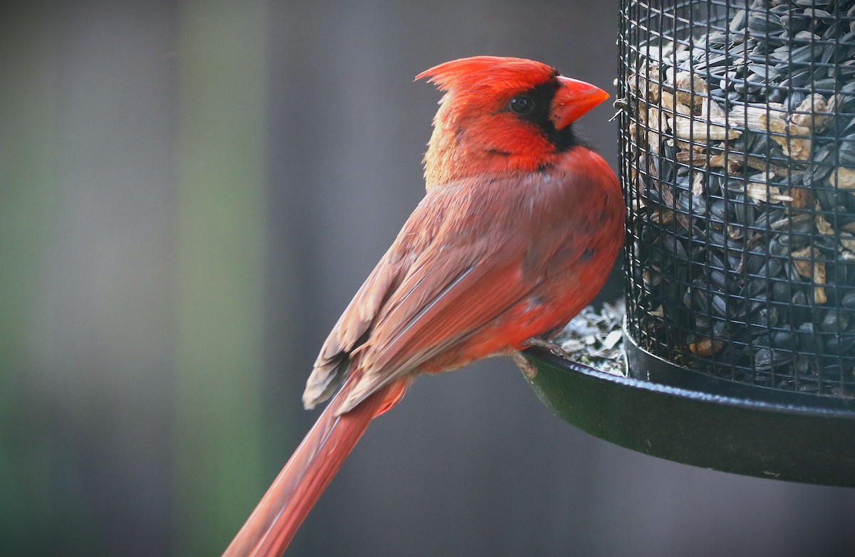 Northern Cardinal - ML635437635