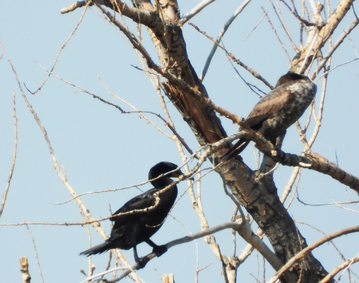 Cormoran à aigrettes ou C. vigua - ML635437639