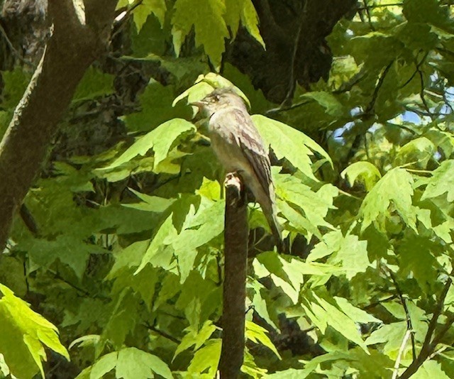 Eastern Wood-Pewee - ML635437643
