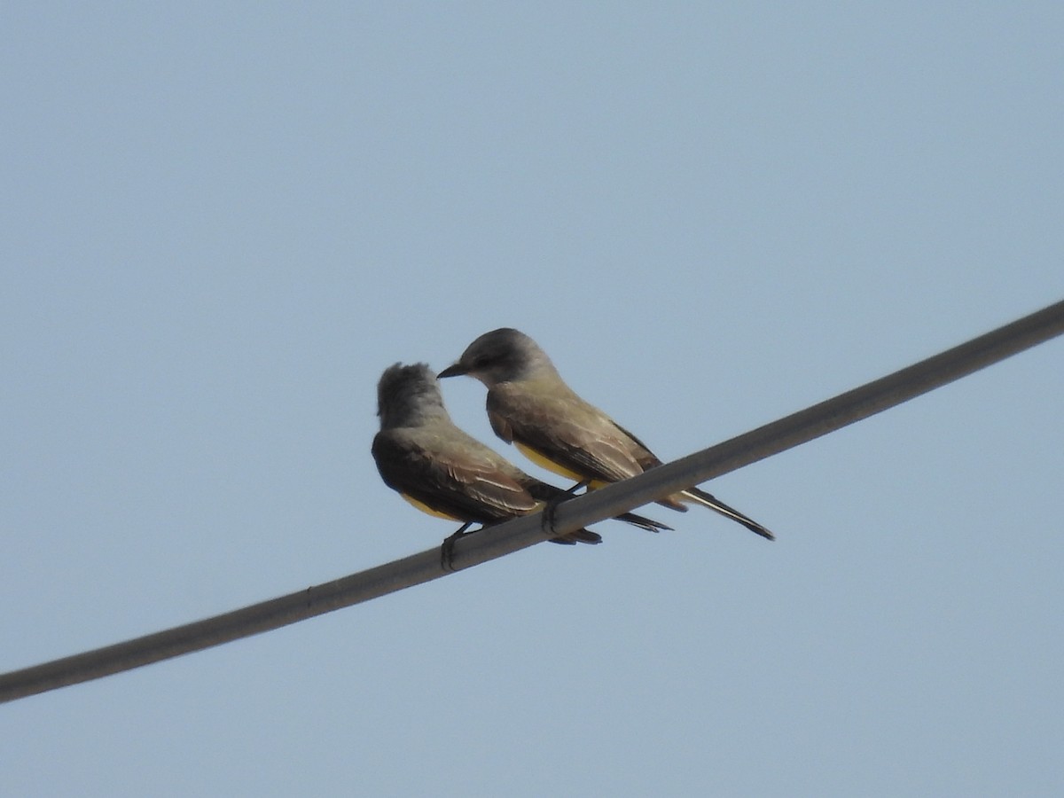 Western Kingbird - ML635437651