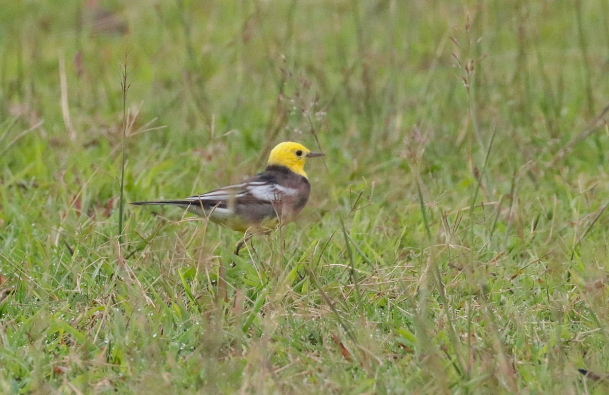 Citrine Wagtail - ML635437662